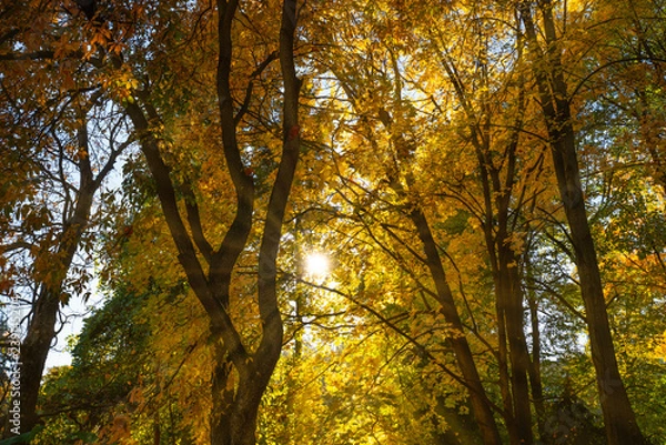 Fototapeta Autumn in the forest