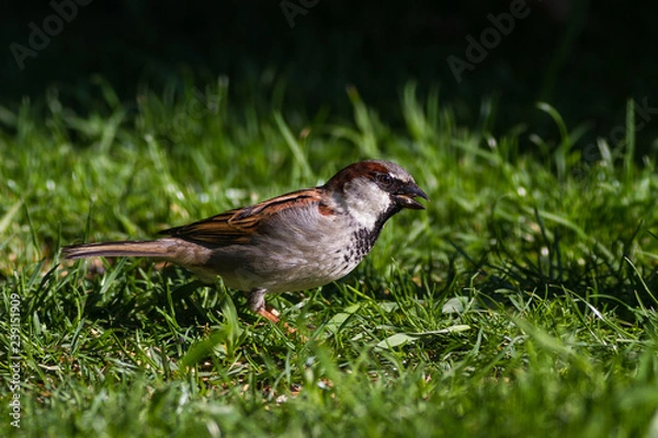 Obraz Haussperling oder Spatzhahn 