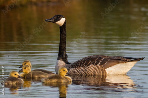 Obraz Kanadagaense mit Kueken