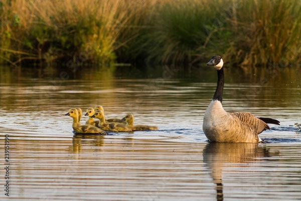 Obraz Kanadagaense mit Kueken
