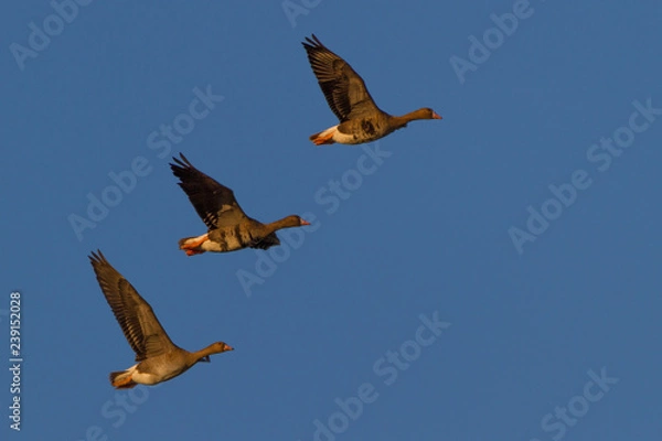 Obraz Blaessgaense im Flug