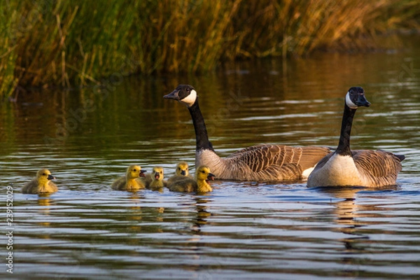 Obraz Kanadagaense mit Kueken