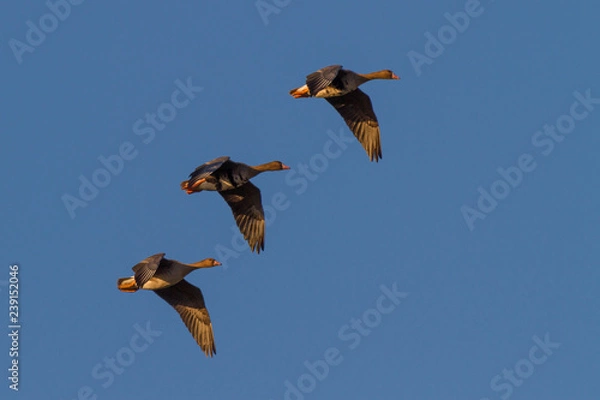 Obraz Blaessgaense w locie