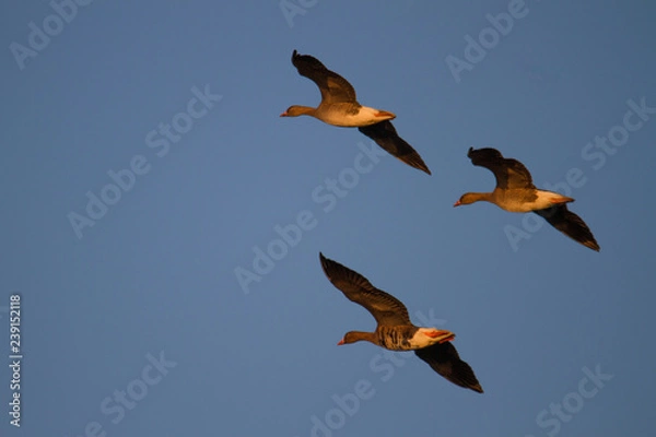 Obraz Blaessgaense im Flug