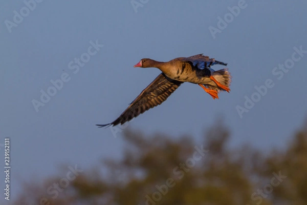 Obraz Blaessgaense im Flug