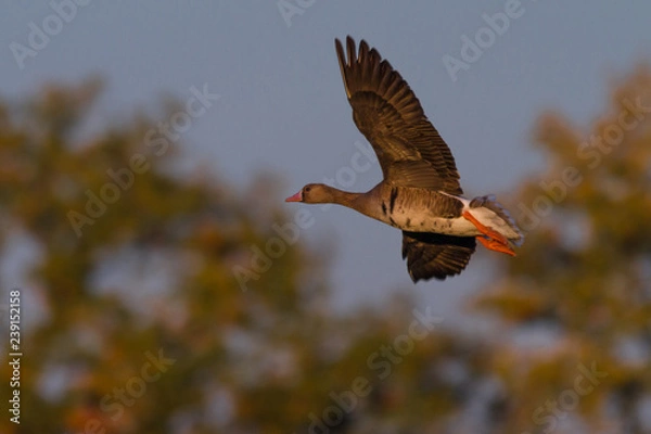 Obraz Blaessgaense im Flug
