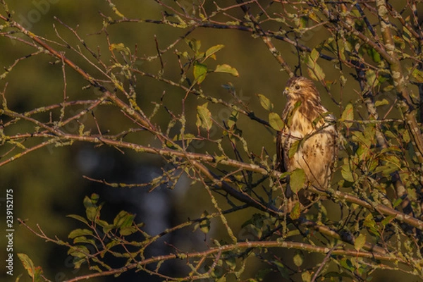 Obraz Bussard im Abendlicht 