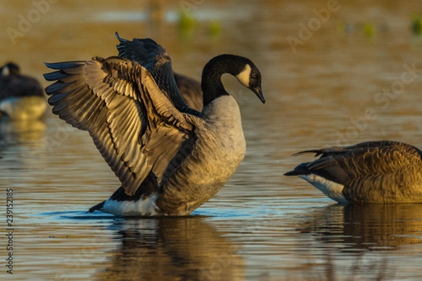 Obraz Kanadagans im Abendlicht
