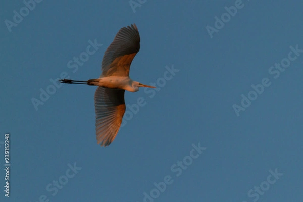 Obraz Silberreiher im Flug