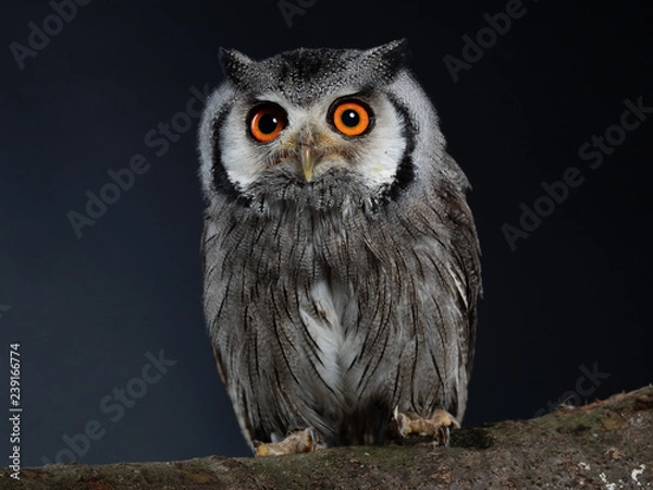 Obraz Northern white-faced owl - PC098239