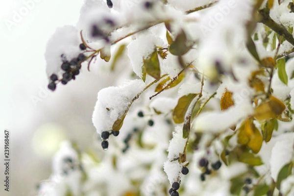 Obraz Berry under the snow in winter garden. Frozen berries with snow flakes and hoarfrost background.