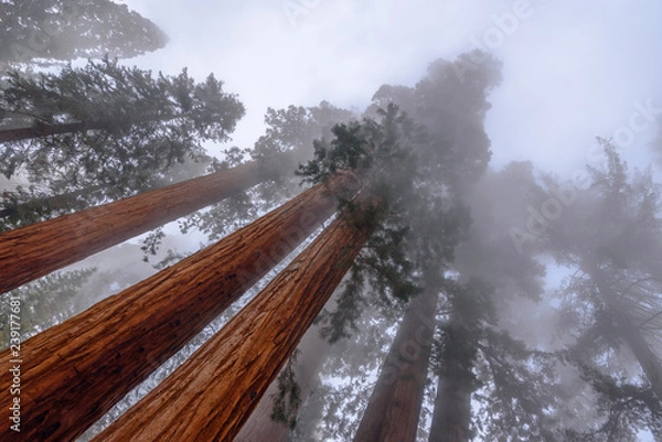 Obraz Giant Sequoia treens in the fog