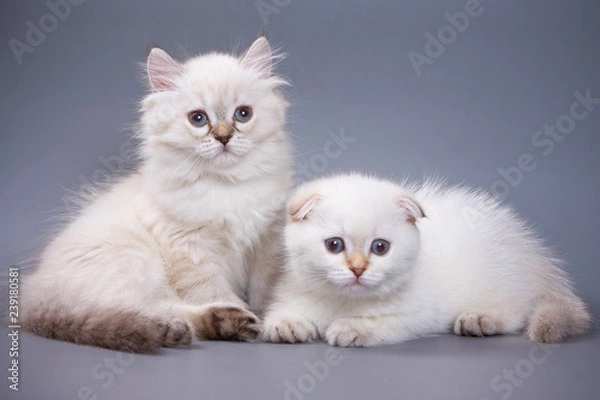 Fototapeta White fluffy kitten Scottish Fold on a gray background