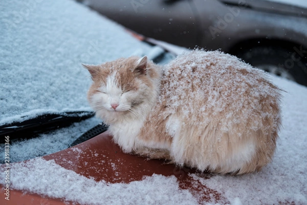 Fototapeta homeless cat basking on the hood of a car on a winter day in the snow