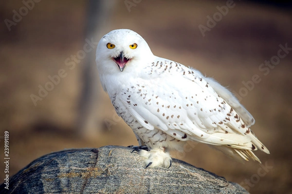 Obraz Snowy owl Closeup