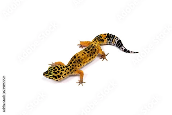 Fototapeta ヒョウモントカゲモドキ