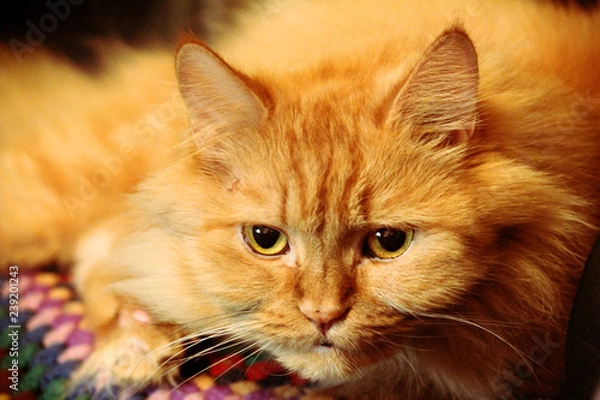 Fototapeta  The cat is watching.