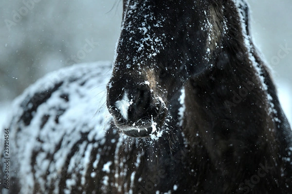 Obraz Horse in snow