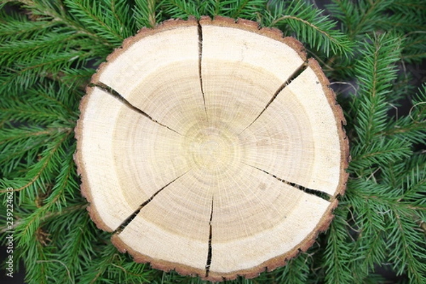 Fototapeta Przekrój pnia drzewa, jako podkładka do dekoracji - słoje - na tle gałązek świerkowych