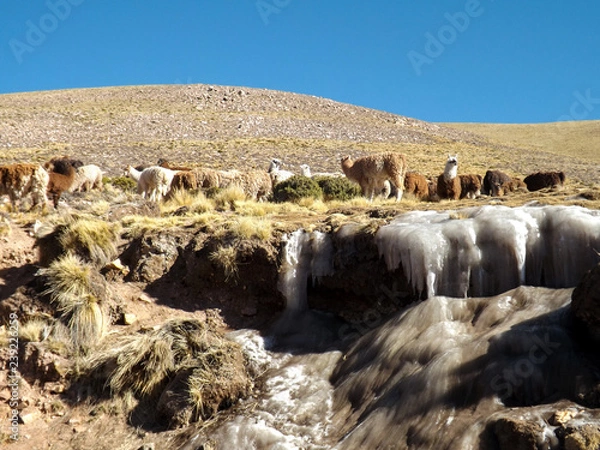 Obraz Llamas in the mountains