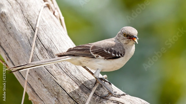 Obraz Mocking Bird