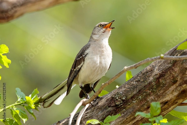 Obraz Mocking Bird