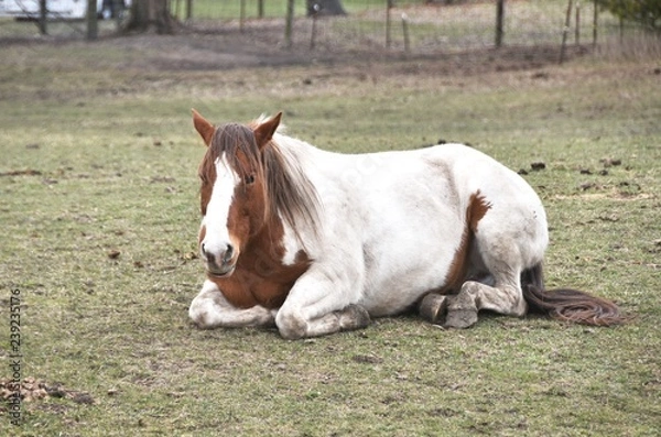 Obraz Resting Pinto
