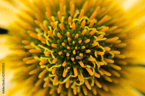 Fototapeta Flower upclose