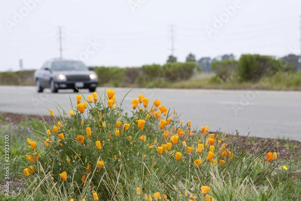 Obraz Poppies Adjacent to Road