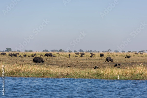 Obraz Bufalos in Chobe National Park, Botswana