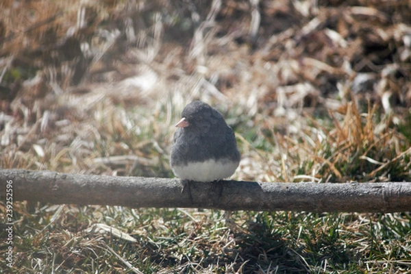Obraz Sitting on a stick