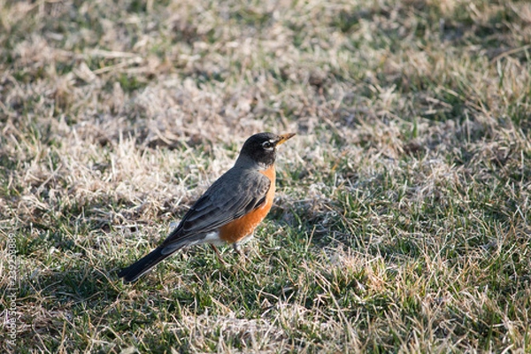 Obraz American Robin on the hunt