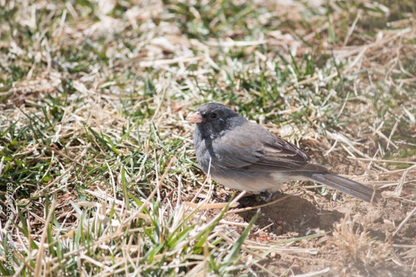 Obraz Junco on the ground