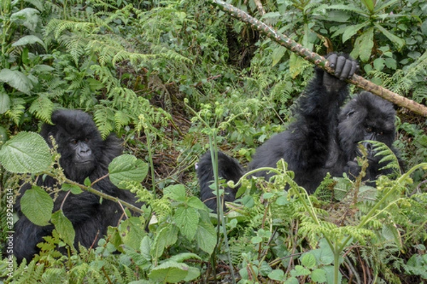 Obraz Adult female mountain gorilla holding a branch while an adolescent gorilla looks on