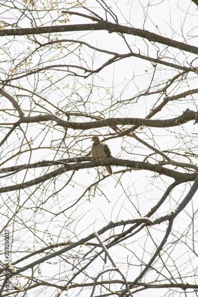 Obraz Mourning Dove