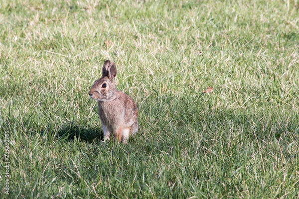 Obraz rabbit in a field