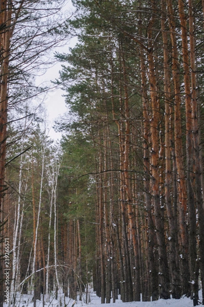 Fototapeta Winter in the  pine forest.
