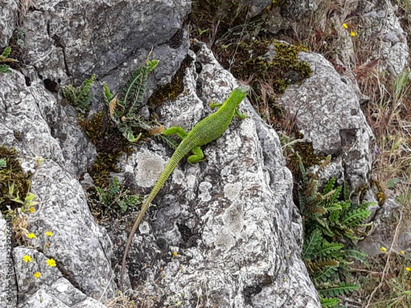 Obraz European green lizard in its natural habitat