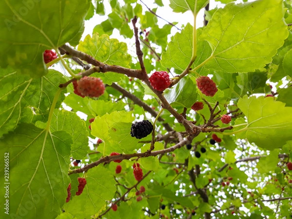 Obraz Branch of mulberry tree with colourful fruits 