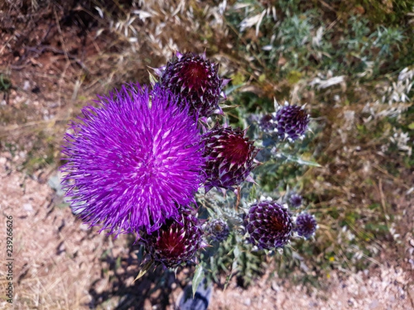Obraz Milk thistle herb blooming 