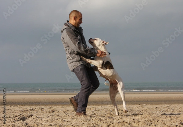 Obraz bouledogue américain jouant avec son maître sur la plage