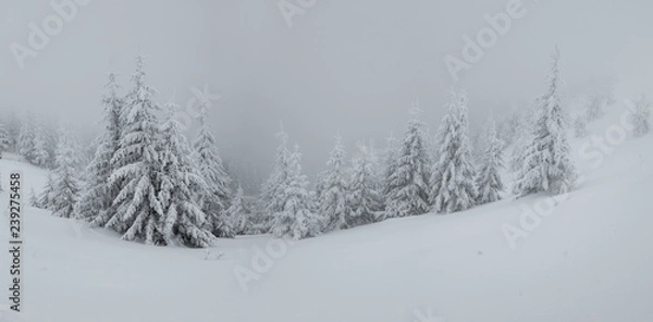 Fototapeta Panorama of heavy snow on top of the mountain. Cold foggy winter day. Trees covered in snow