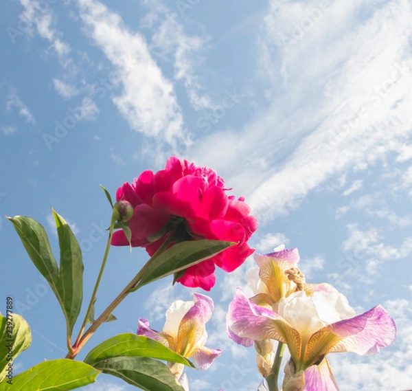 Obraz Red flower against the sky radiating clouds