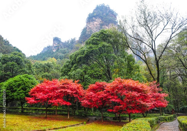 Fototapeta Red trees in the mountains Avatar