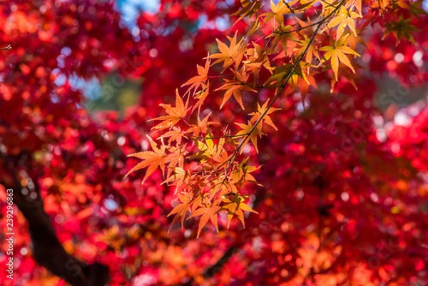Fototapeta 真紅に染まった甘泉園公園の紅葉