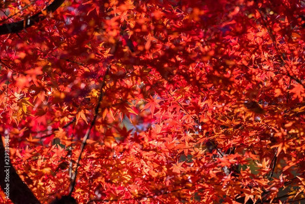 Fototapeta 真紅に染まった甘泉園公園の紅葉