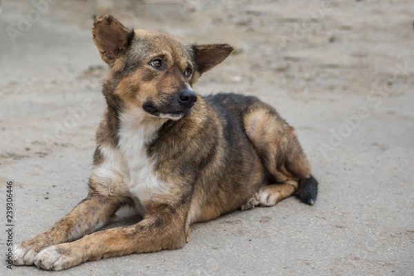 Fototapeta A poor homeless dog on a pedestrian street