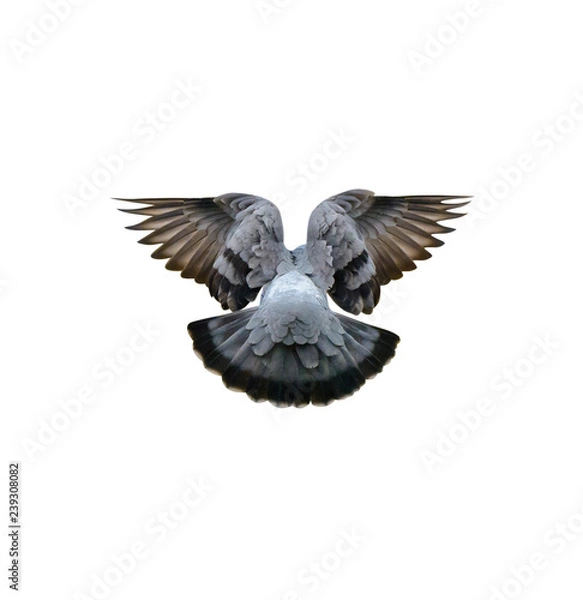 Obraz Zdjęcie Blue Dove w zimie, zbliżenie, na białym tle