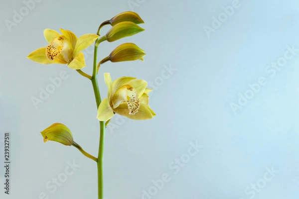 Fototapeta Yellow orchids