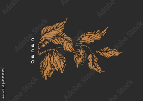 Fototapeta Vector graphic symbol Chocolate nature illustration Tropical cacao tree